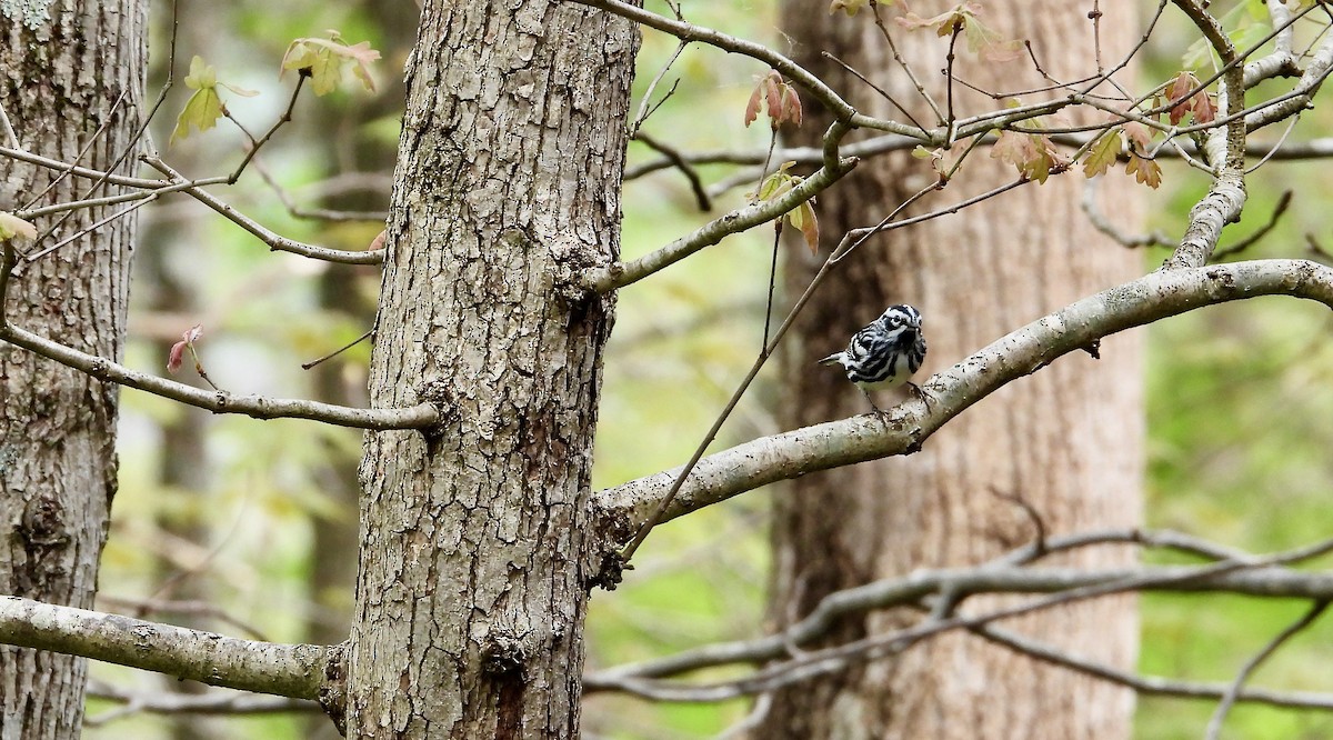 Black-and-white Warbler - Kisa Weeman