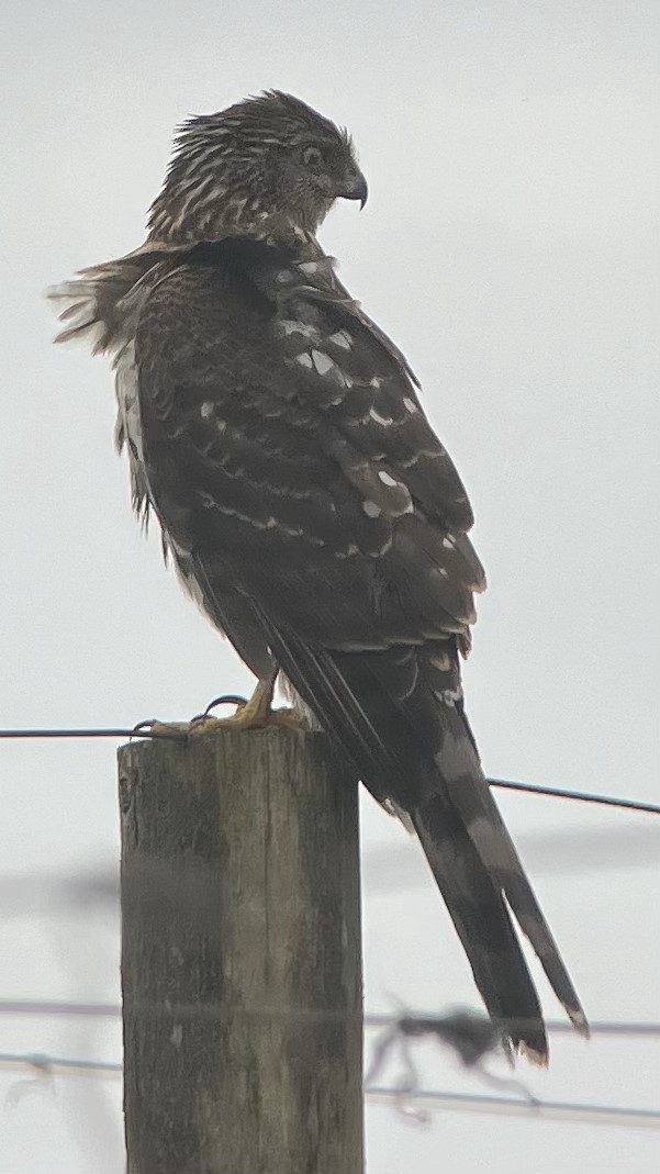 Cooper's Hawk - ML618188502