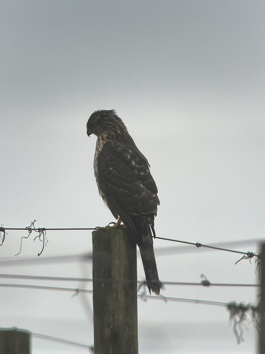 Cooper's Hawk - Jamie Acker