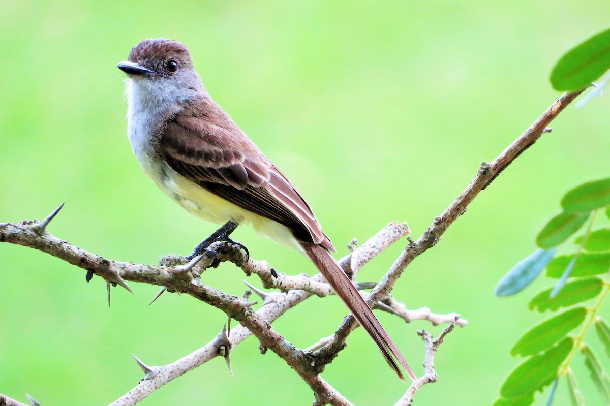 Short-crested Flycatcher - André Tostes Tostes