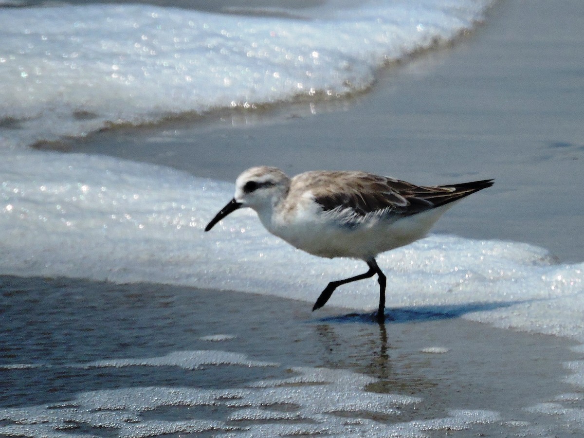 Sanderling - Andrew Cauldwell