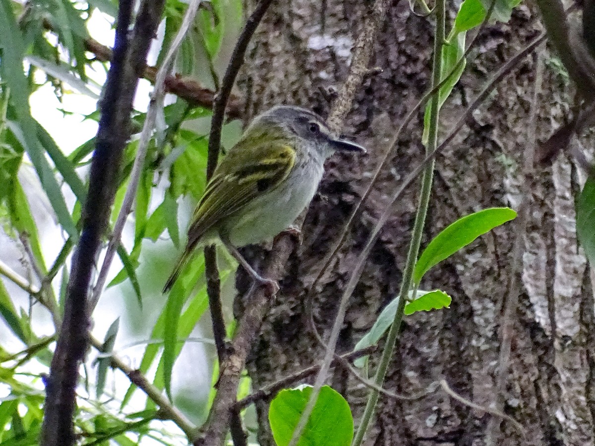 Slate-headed Tody-Flycatcher - Mariana Simons Gonzalez