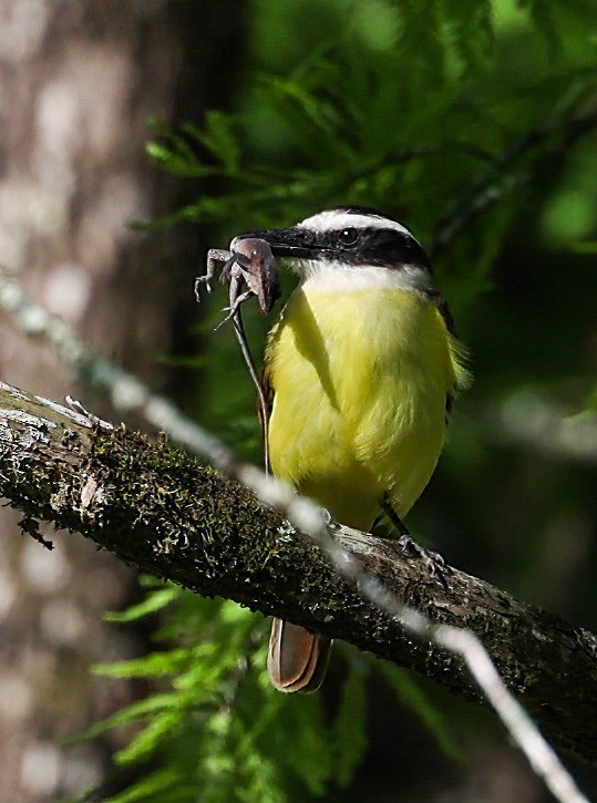 Great Kiskadee - Tom Driscoll