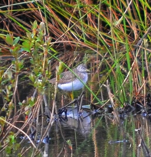 Solitary Sandpiper - John Ritchie