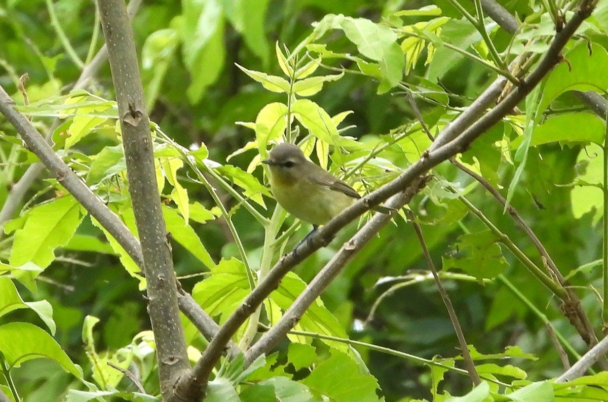 Philadelphia Vireo - ML618188574