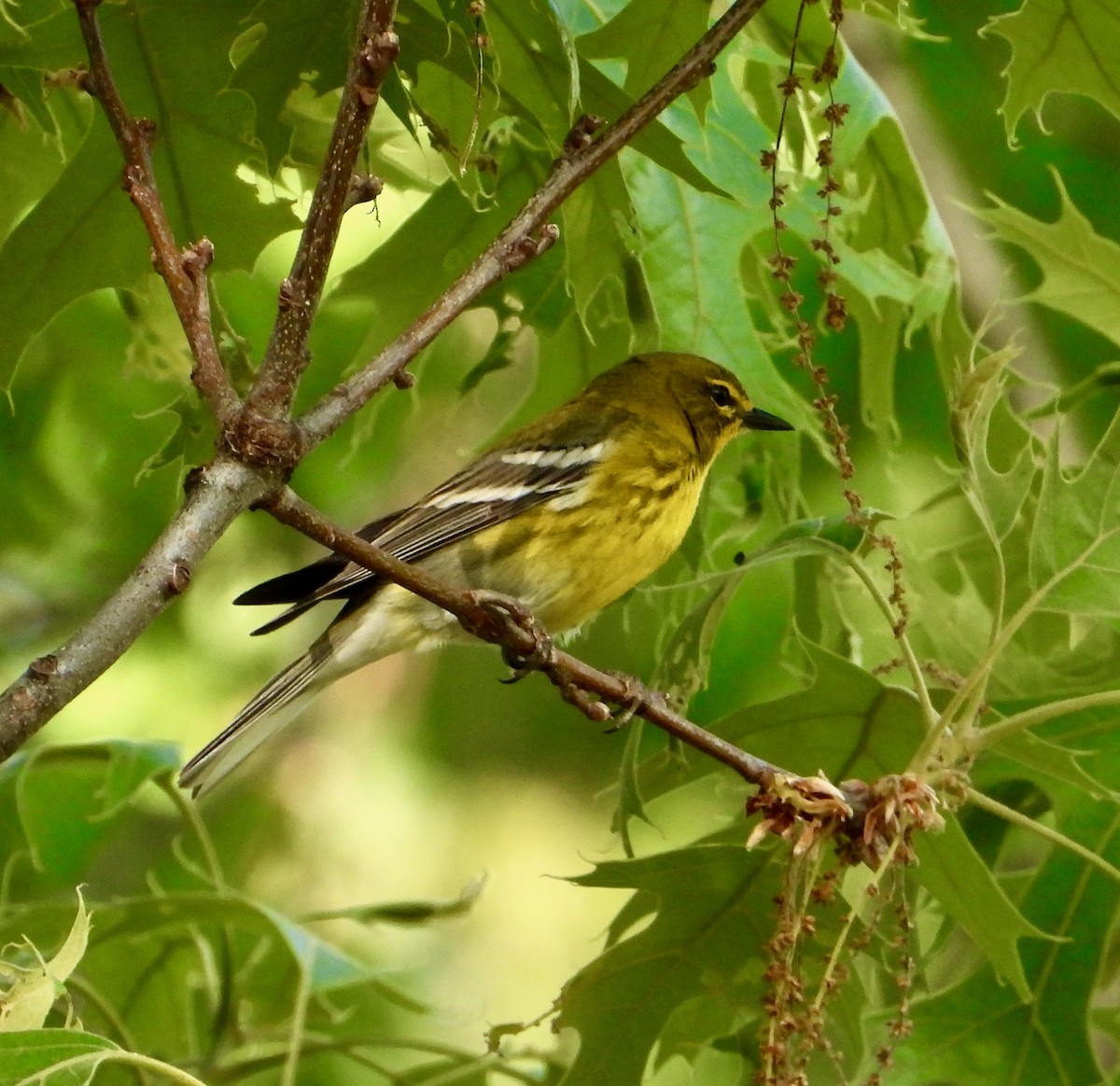 Pine Warbler - ML618188581
