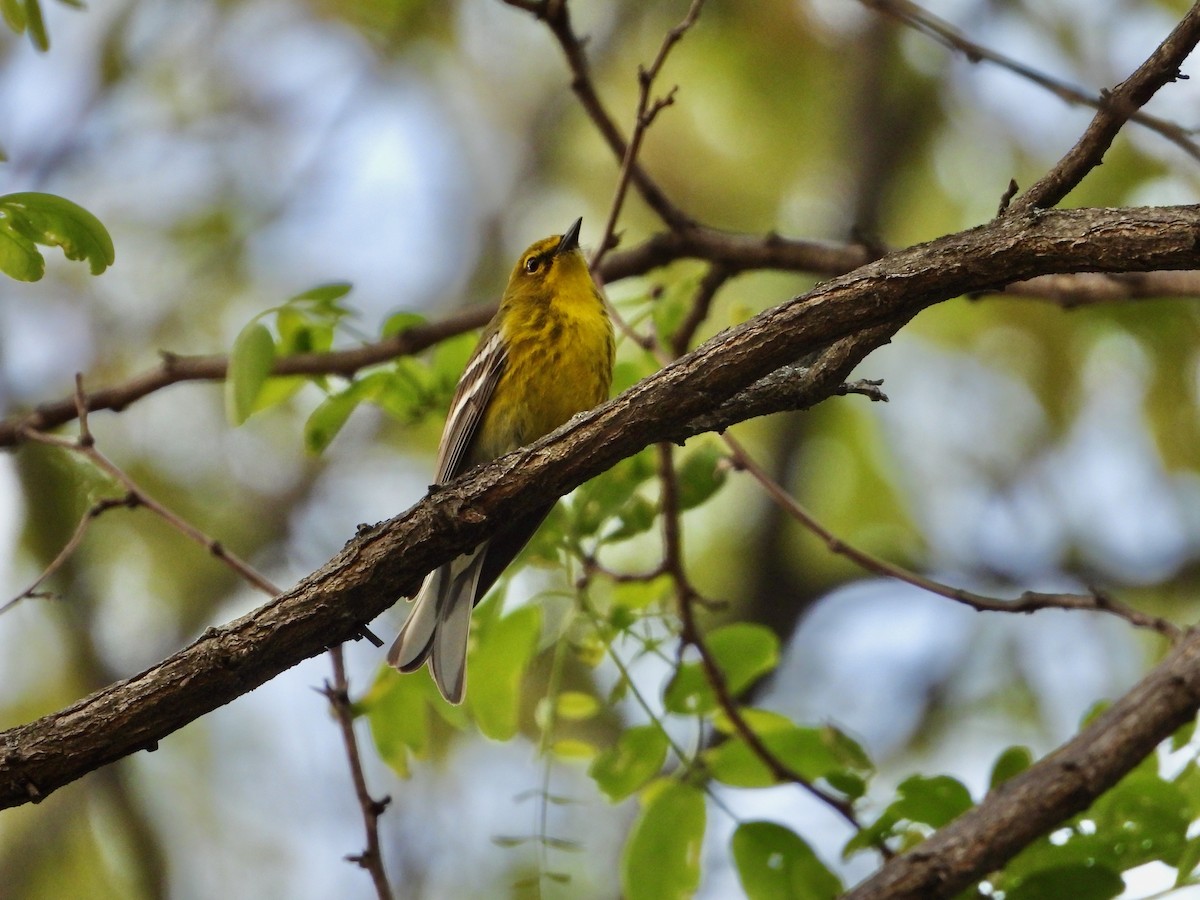 Pine Warbler - Kisa Weeman