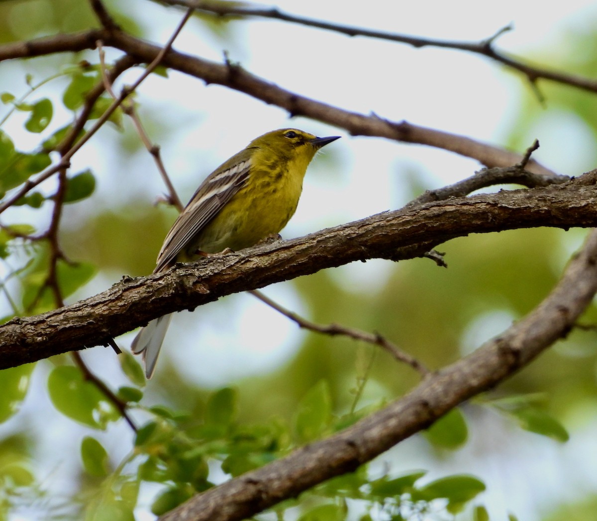 Pine Warbler - Kisa Weeman