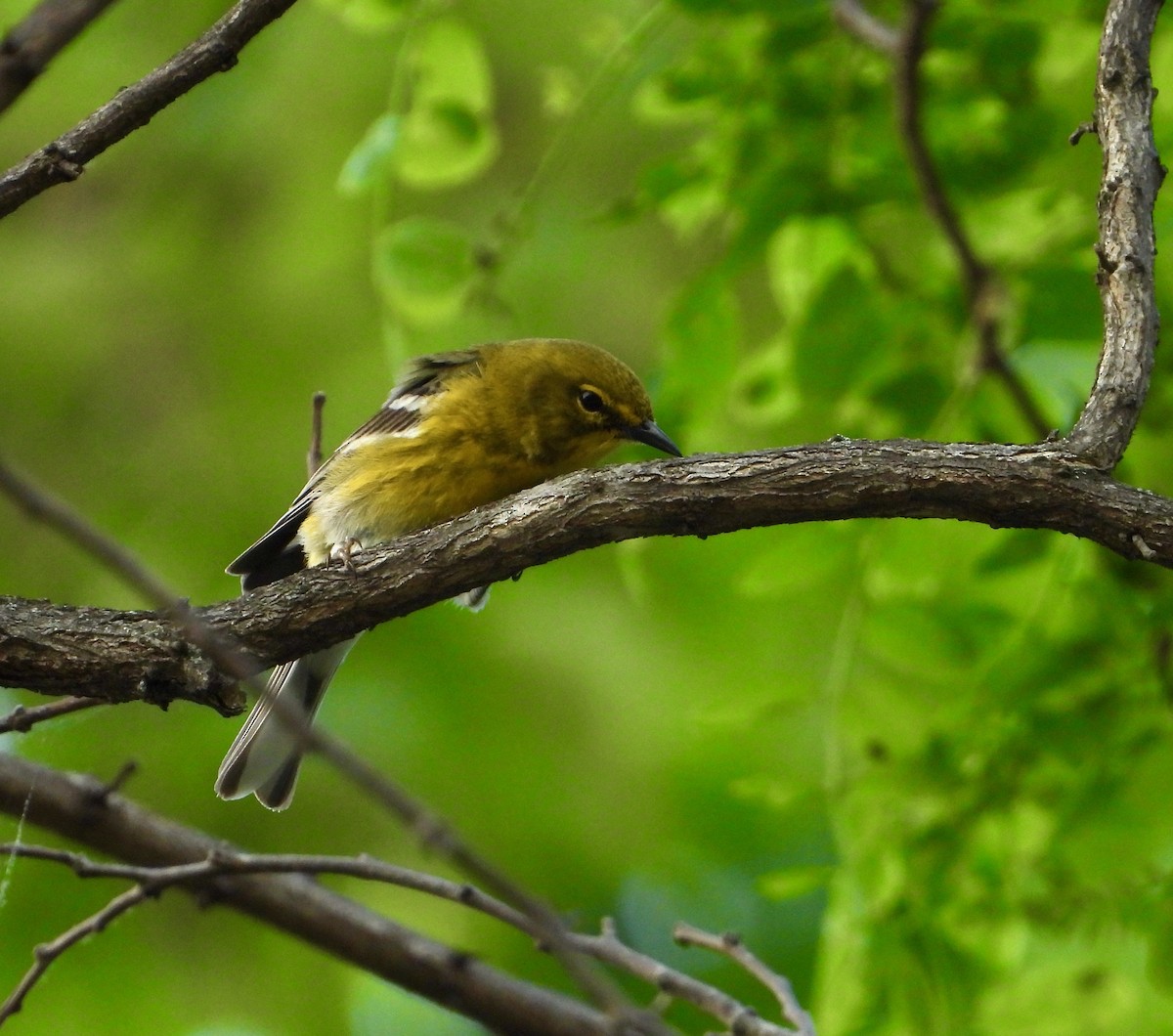 Pine Warbler - ML618188584