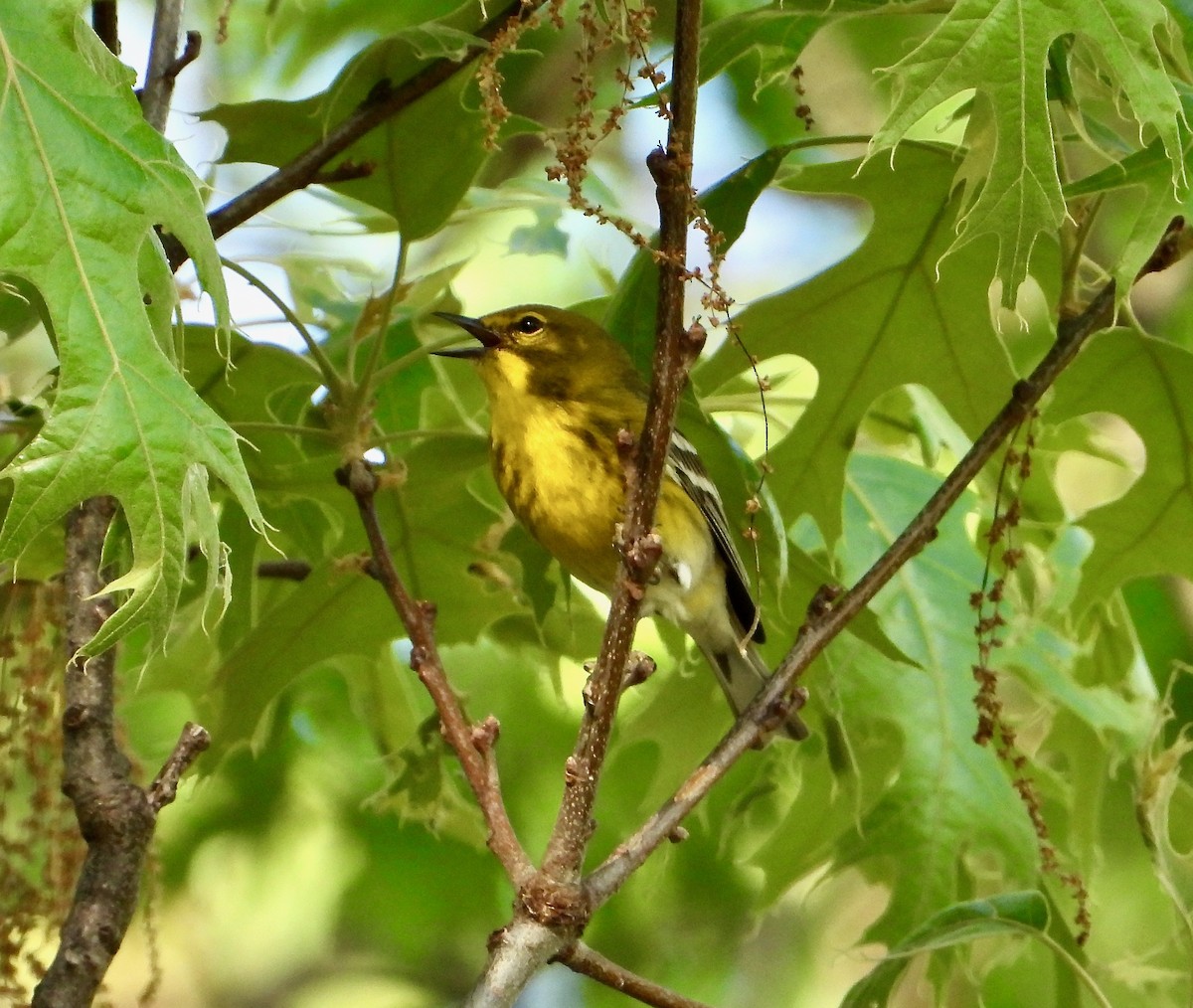 Pine Warbler - ML618188586