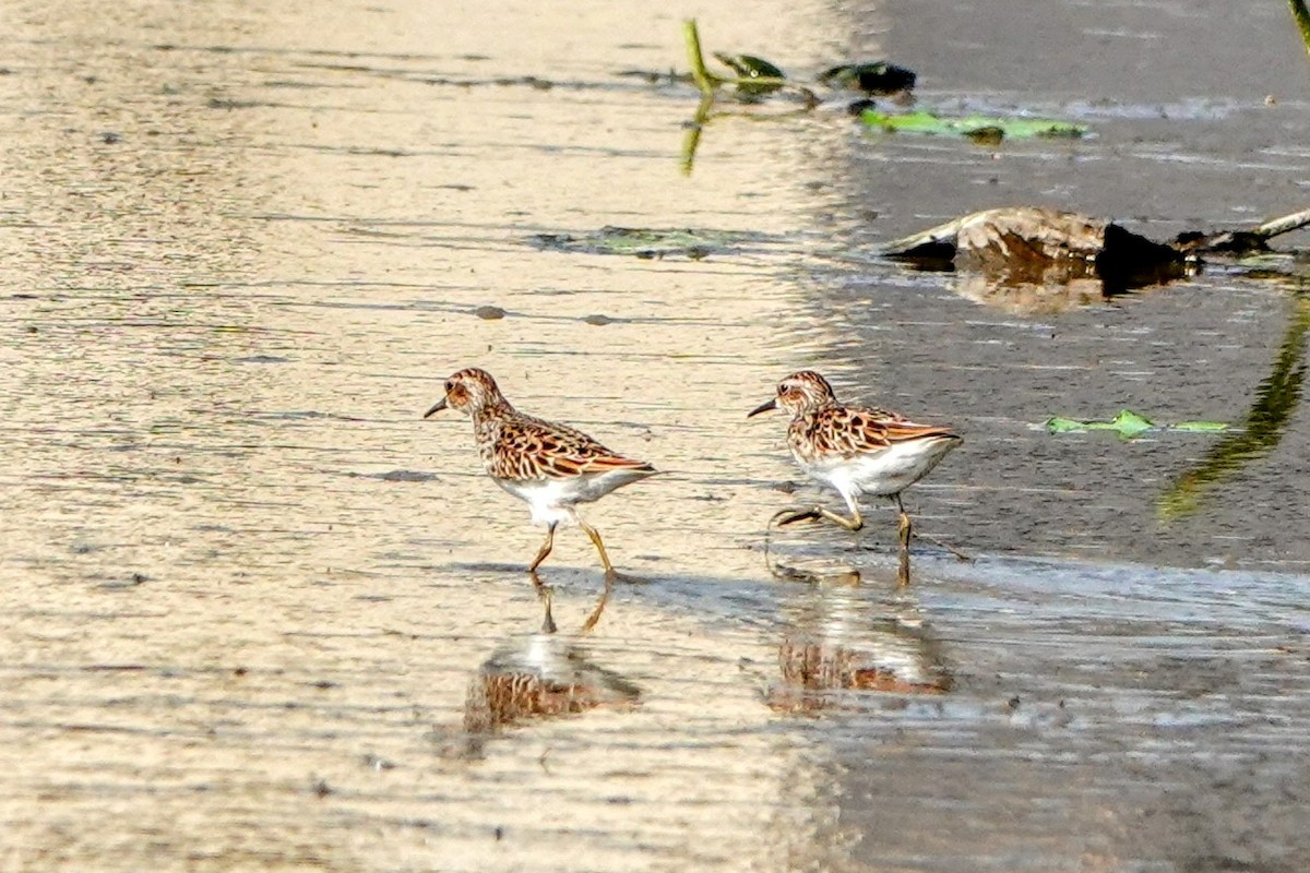 Long-toed Stint - Haofeng Shih