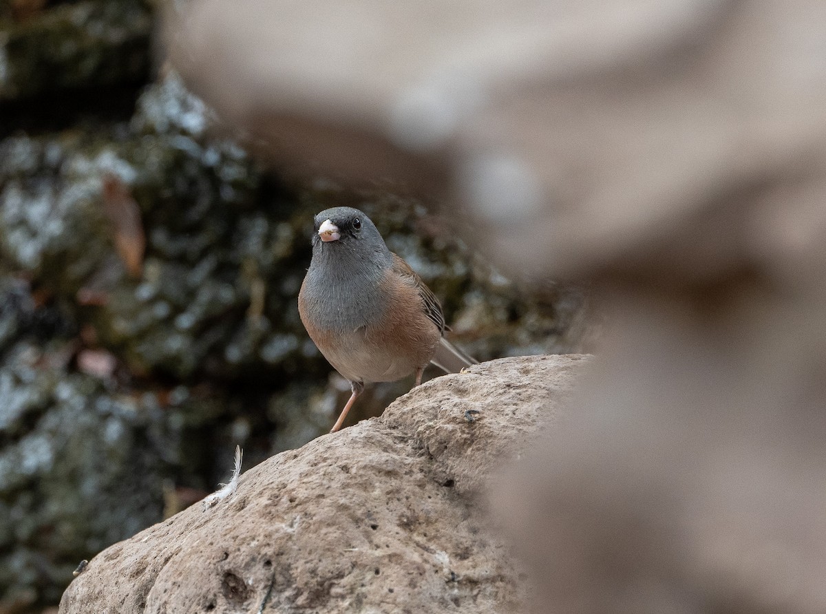 Junco Ojioscuro (mearnsi) - ML618188598