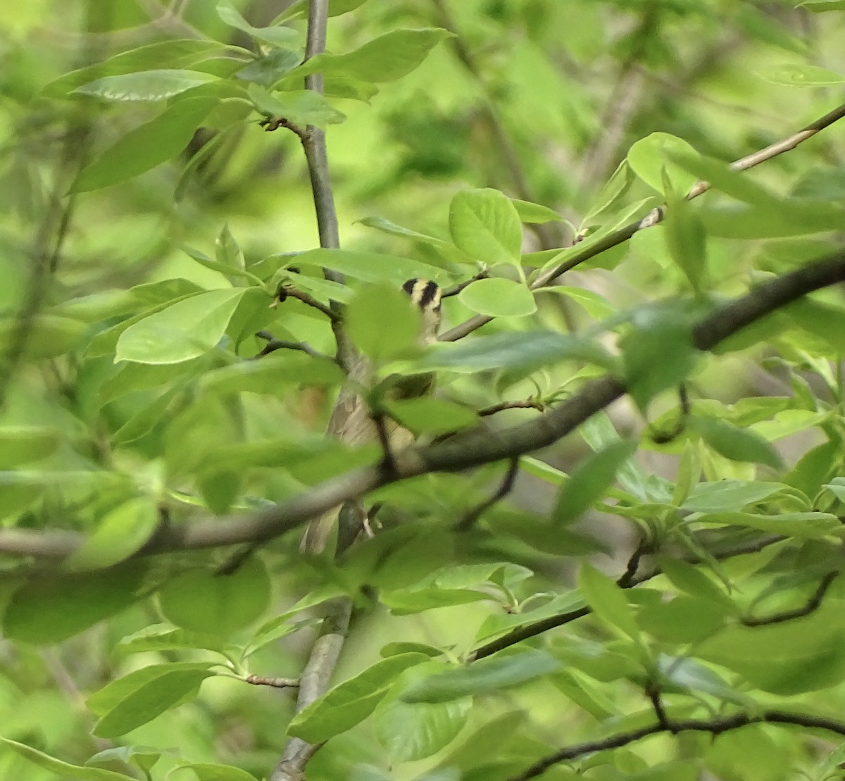 Worm-eating Warbler - Sandra Keller