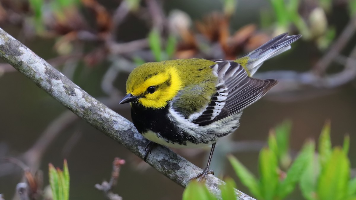 Black-throated Green Warbler - Brenda Bull