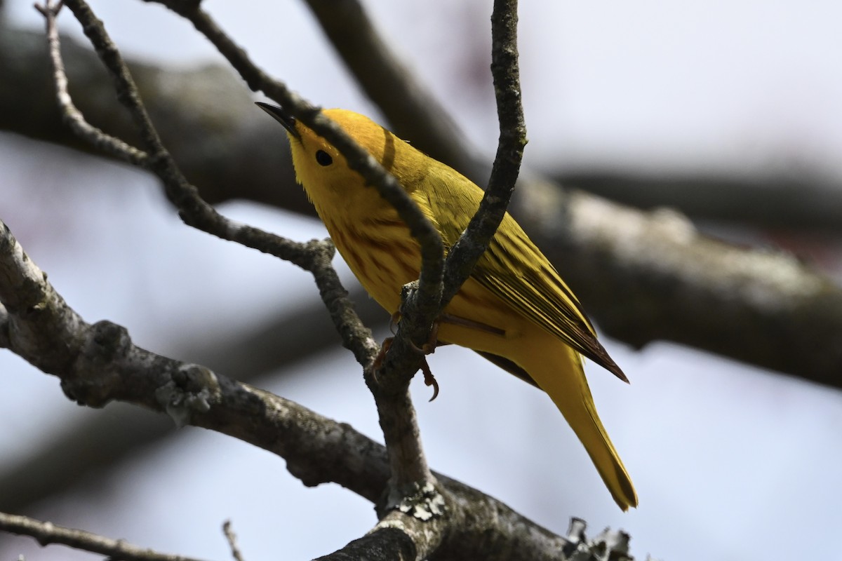 Yellow Warbler - David Napravnik