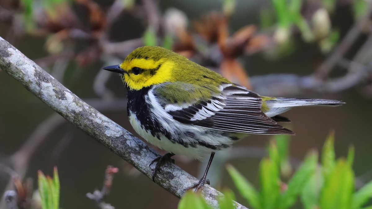 Black-throated Green Warbler - Brenda Bull