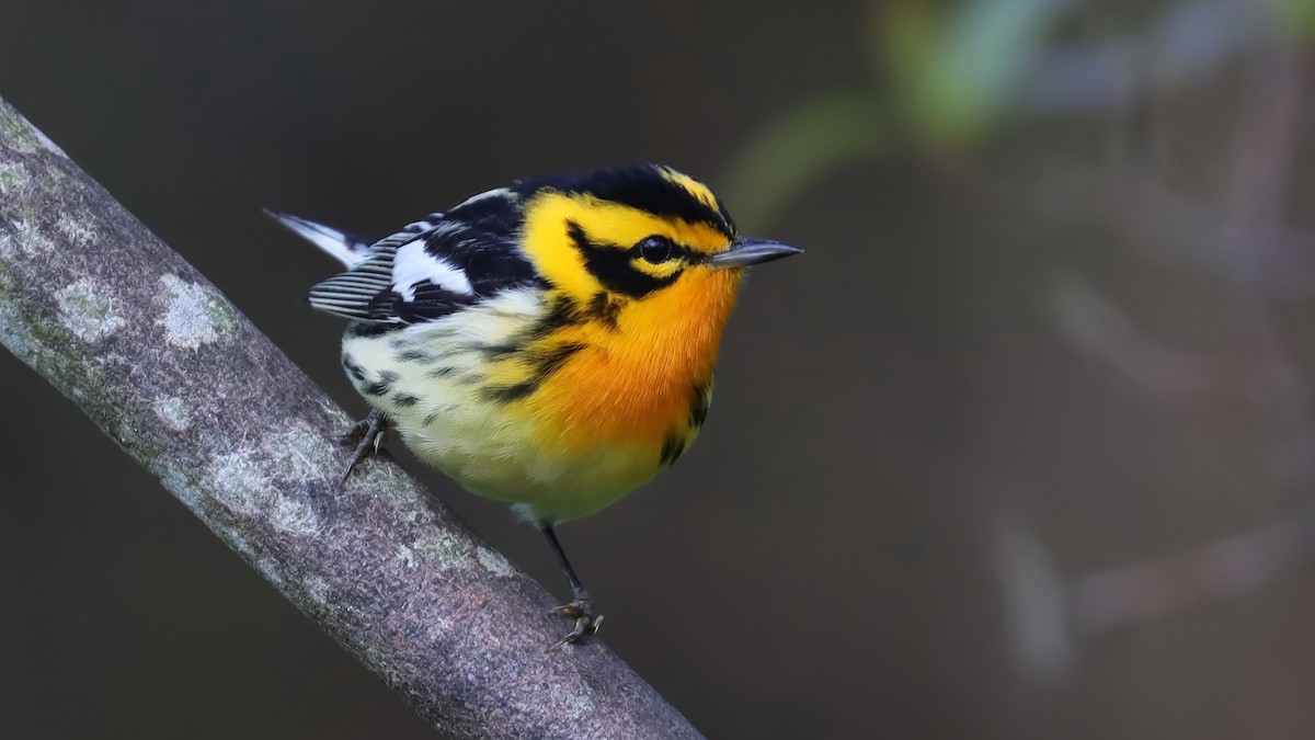 Blackburnian Warbler - Brenda Bull