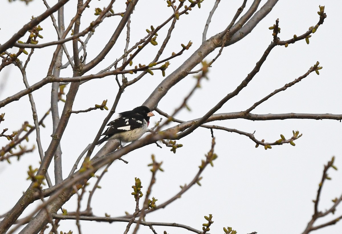 Rose-breasted Grosbeak - ML618188679