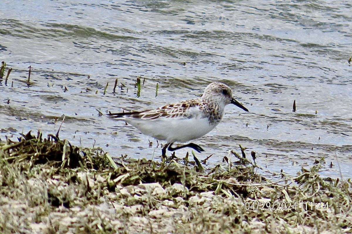 Sanderling - Brian Iverson