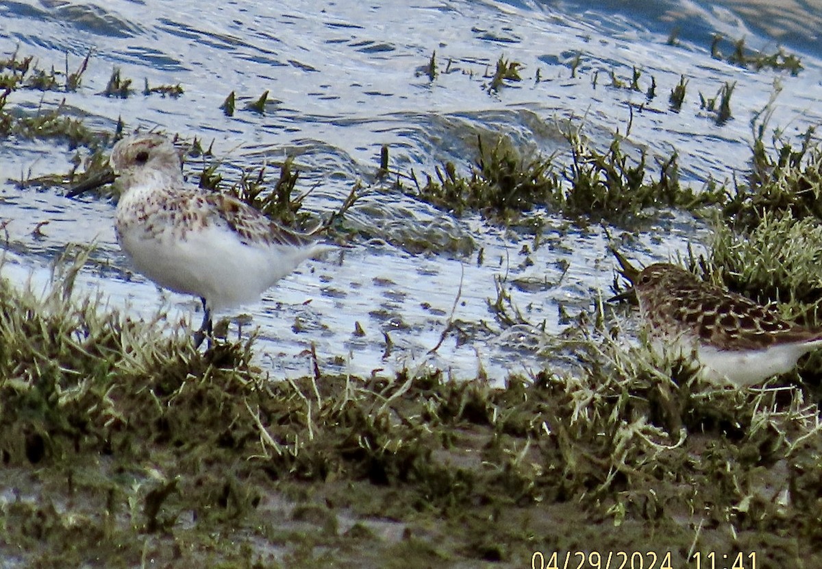 Bécasseau sanderling - ML618188691