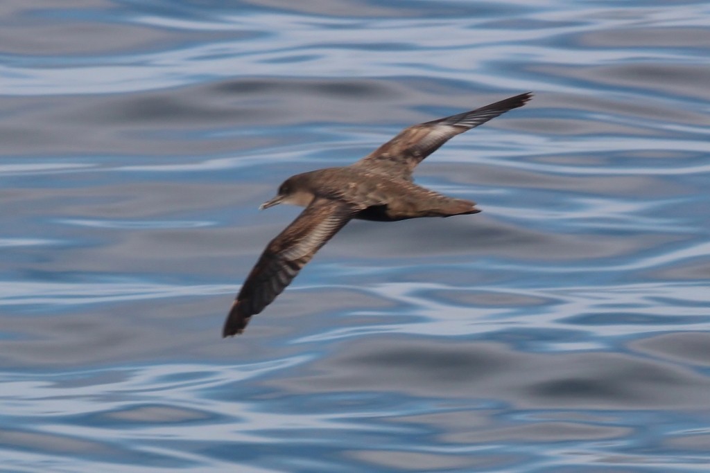 Sooty Shearwater - Richard Arnold