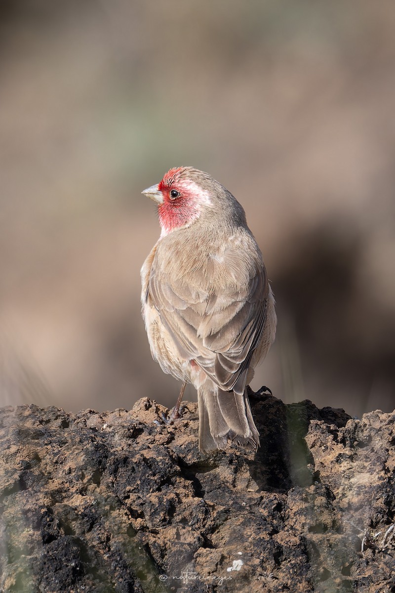 Pale Rosefinch - Weeds S