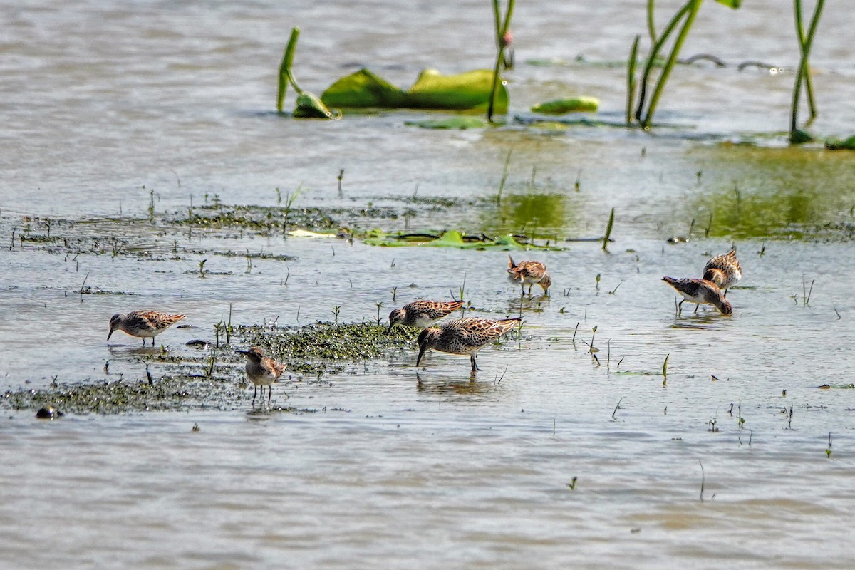 Sharp-tailed Sandpiper - Haofeng Shih