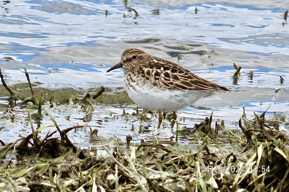 Least Sandpiper - ML618188709