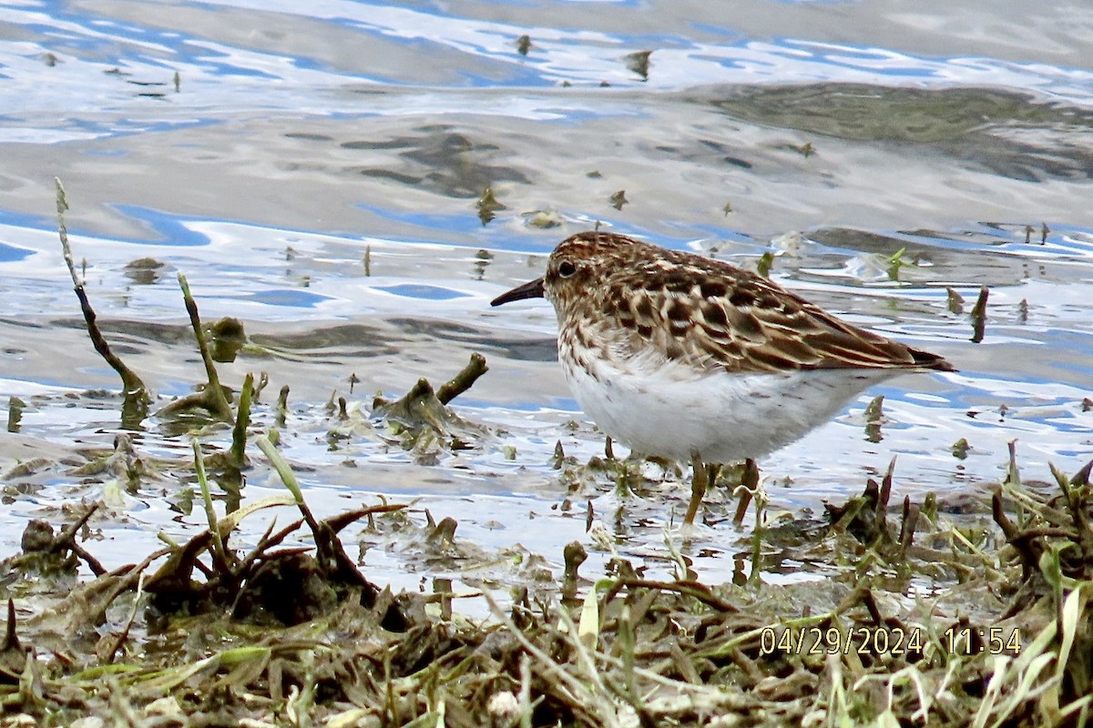 Least Sandpiper - ML618188710