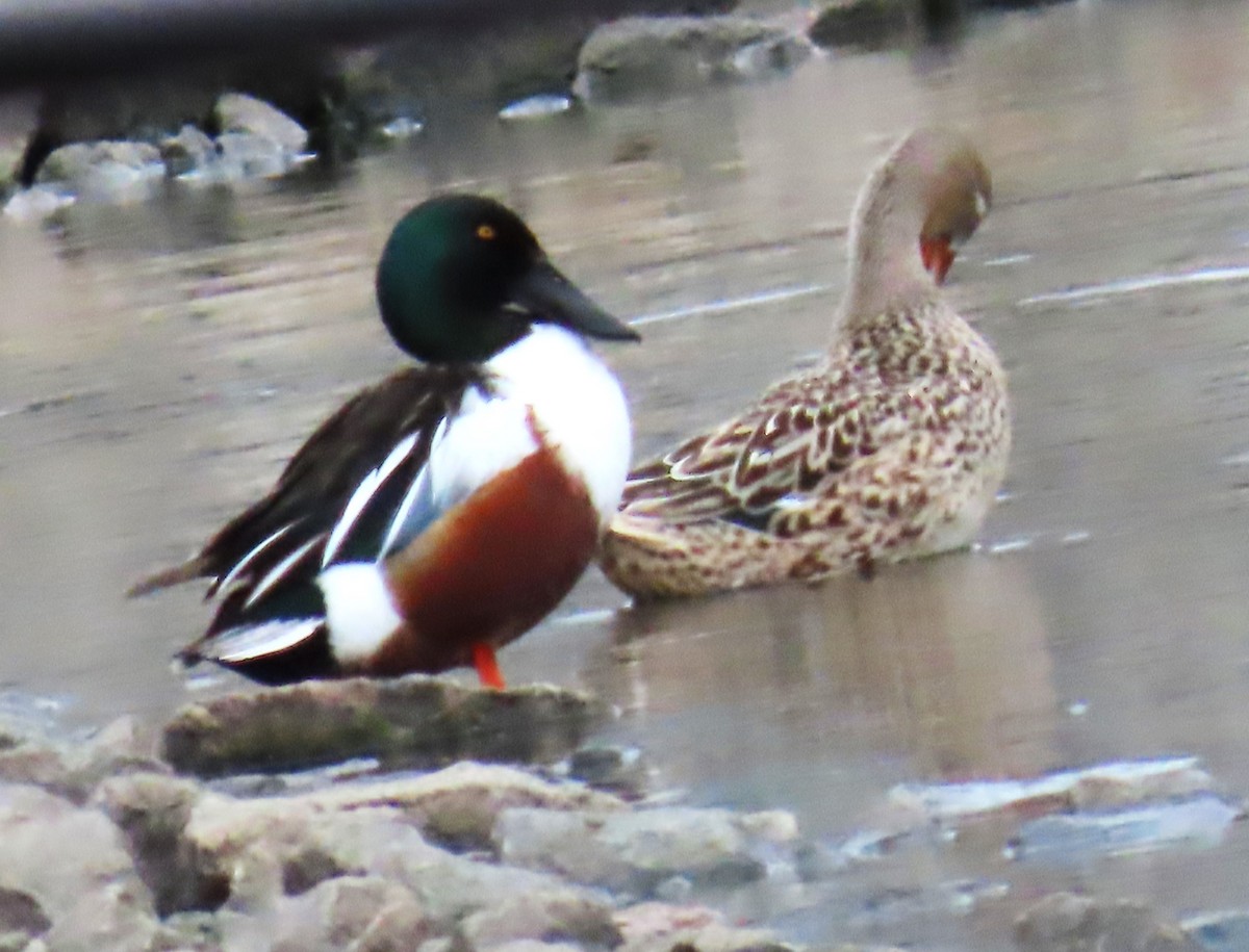 Northern Shoveler - Maryse Lessard