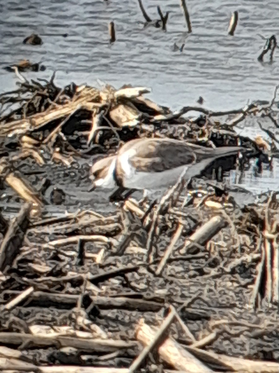 Semipalmated Plover - Brad Grover