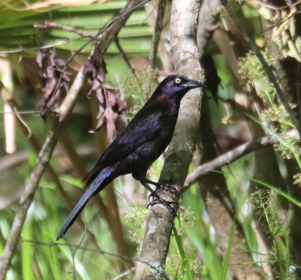 Common Grackle - ML618188752