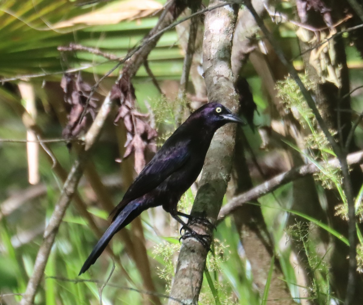 Common Grackle - ML618188757