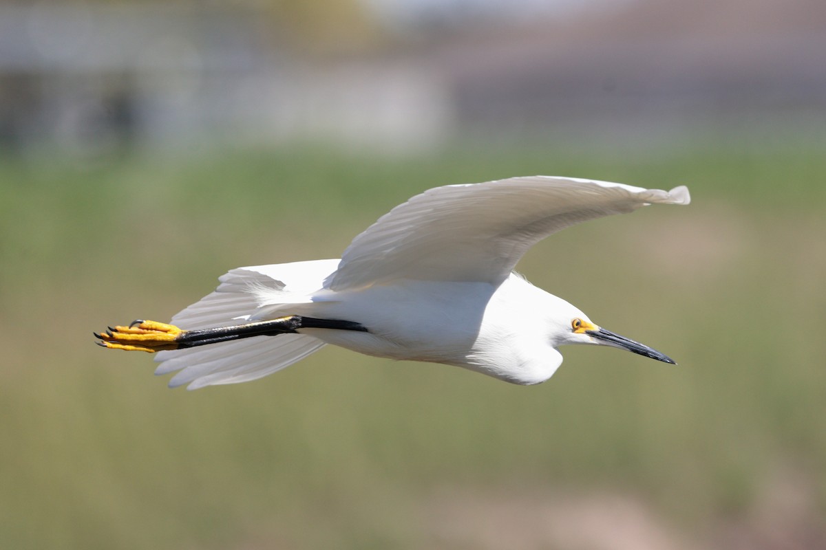 Snowy Egret - ML618188827