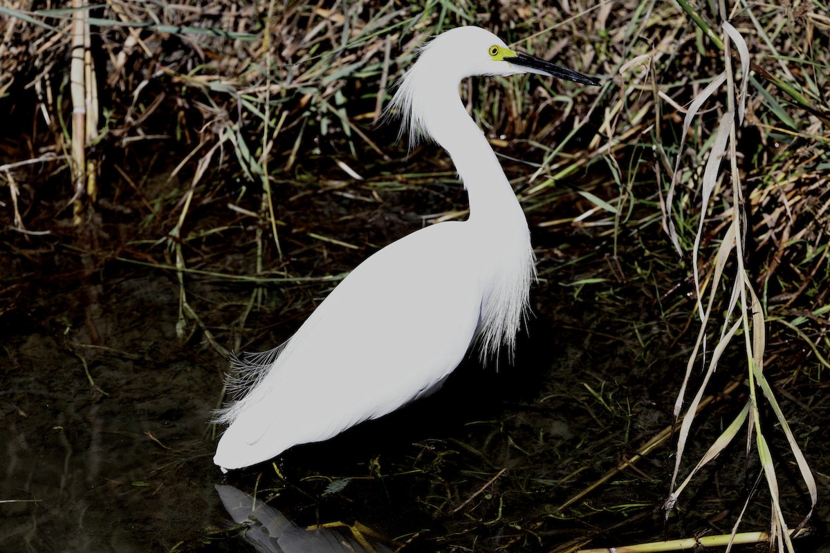 Snowy Egret - ML618188828