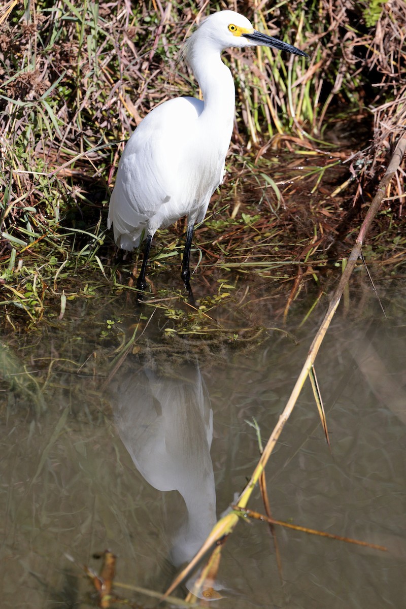 Snowy Egret - ML618188829