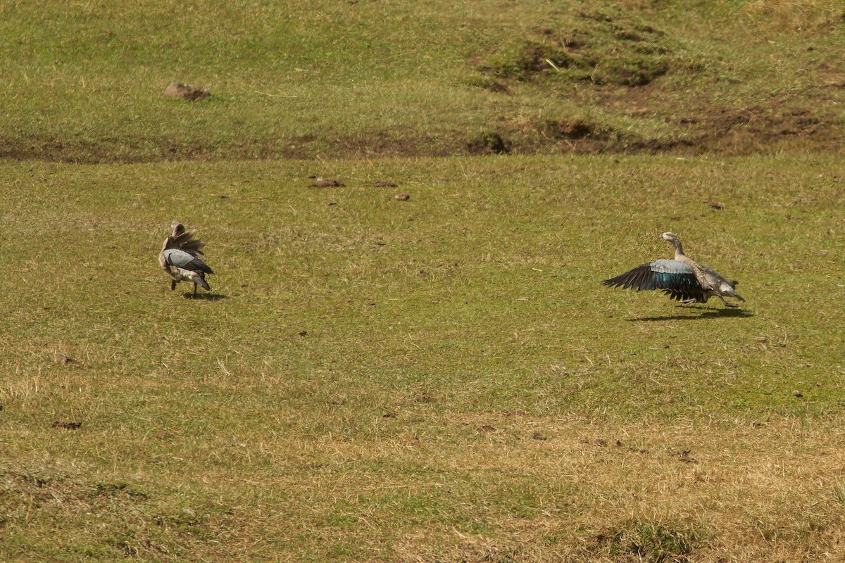 Blue-winged Goose - ML618188831