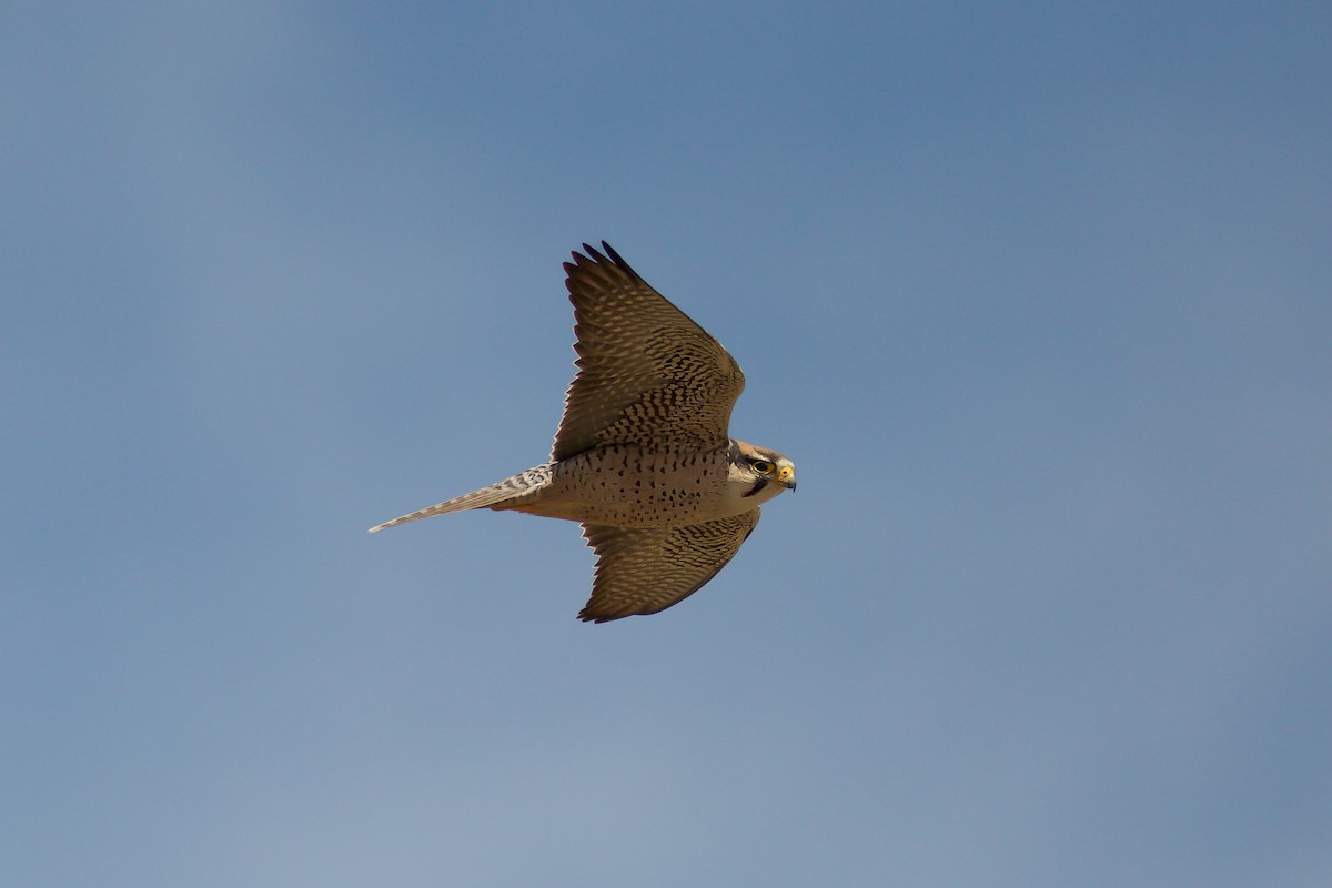 Lanner Falcon - Morten Lisse