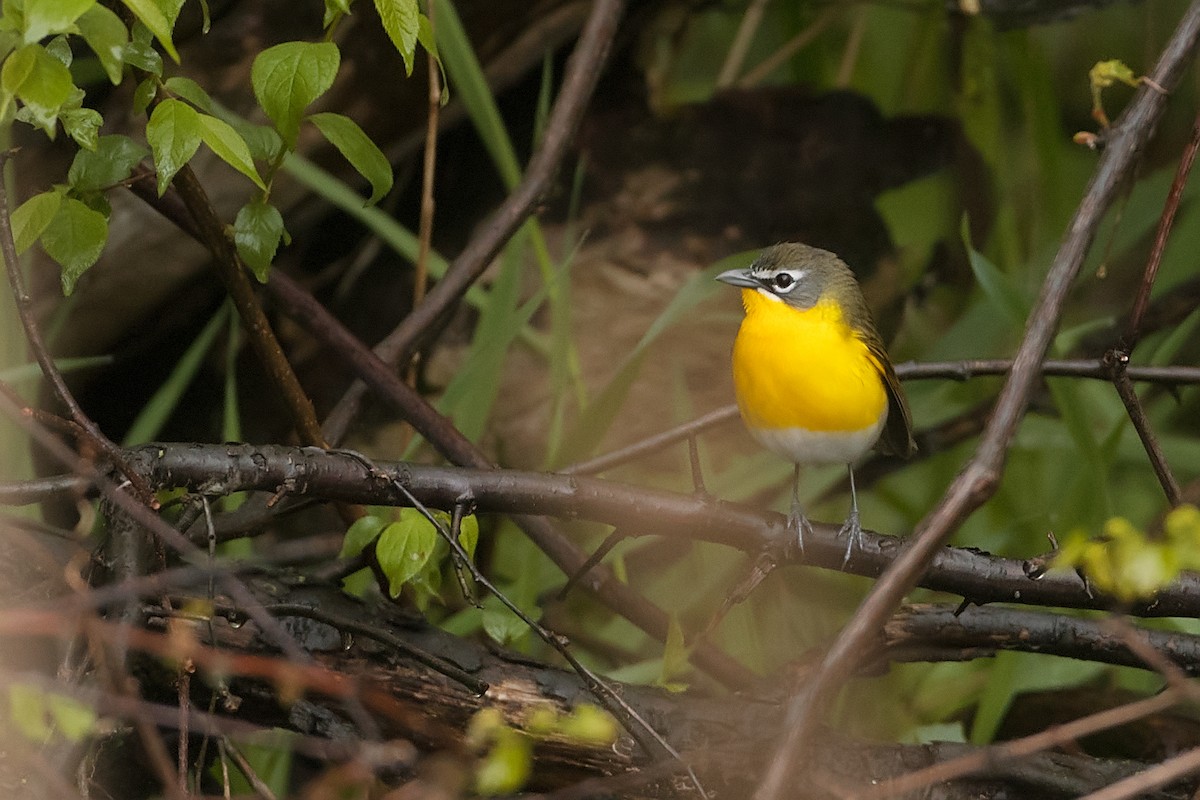 Yellow-breasted Chat - Shari  McCollough