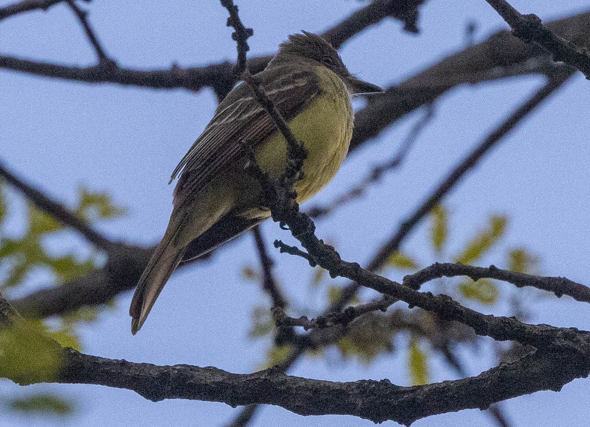 Great Crested Flycatcher - ML618188846