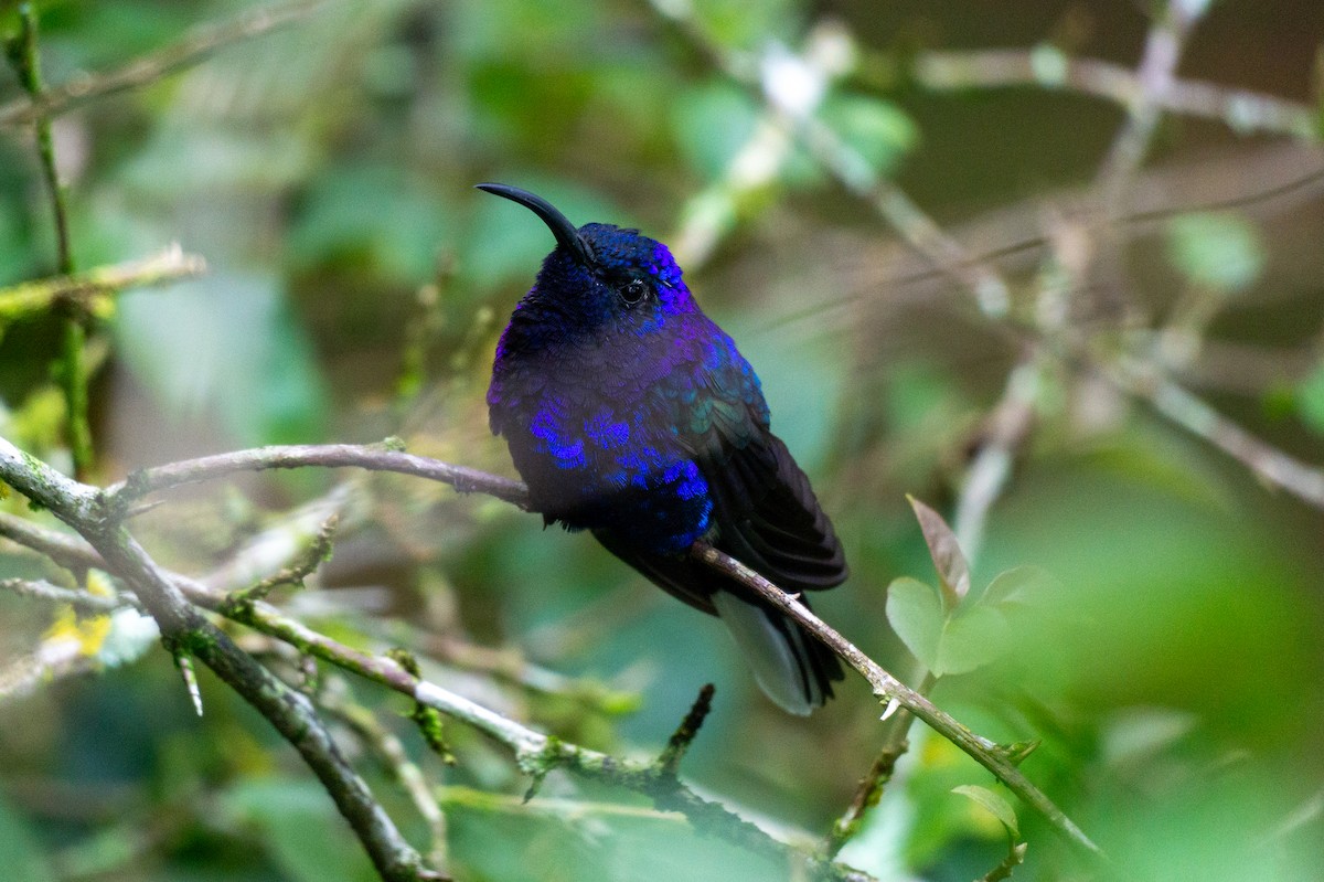 Violet Sabrewing - Mel & Deb Broten