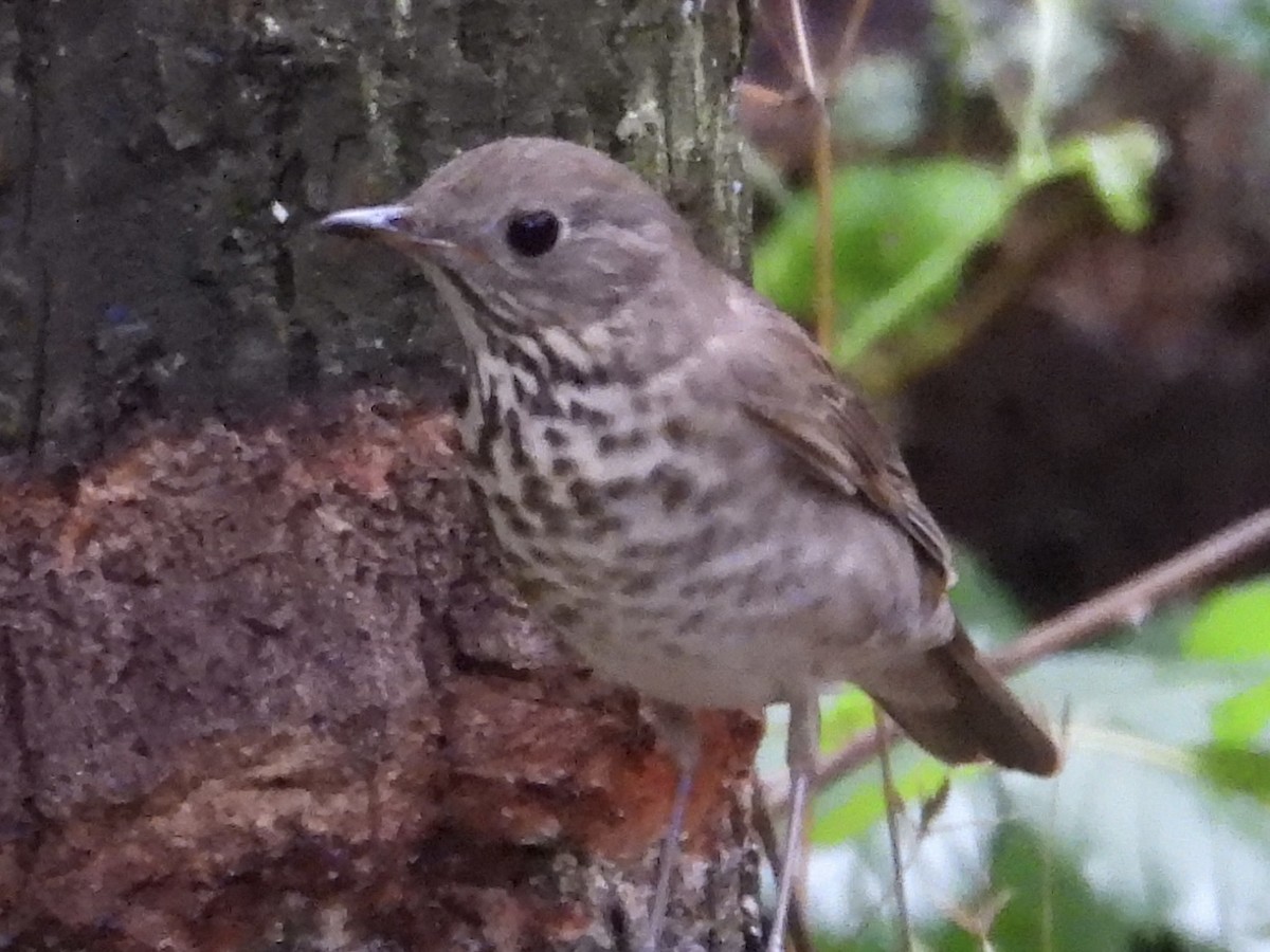 Gray-cheeked Thrush - ML618188895