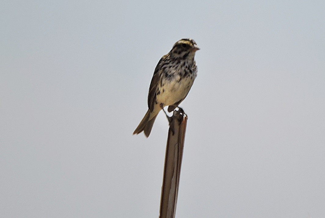 Savannah Sparrow - ML618188935