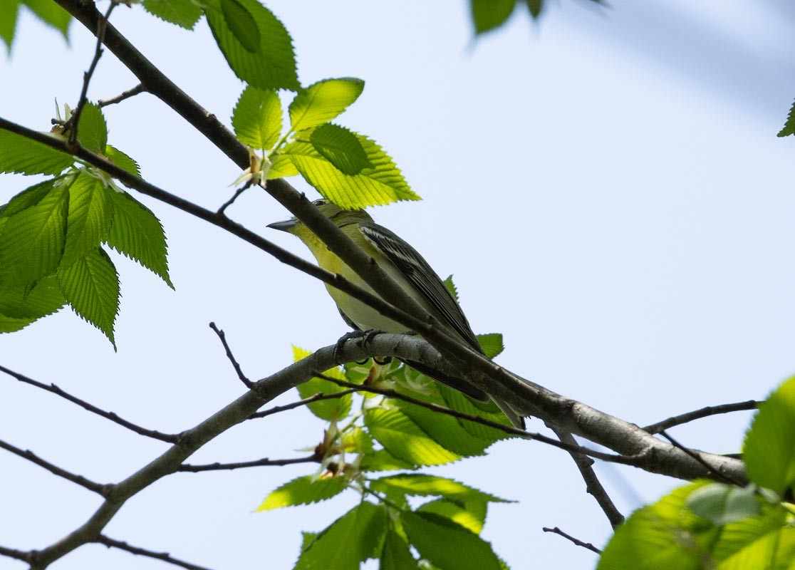 Vireo Gorjiamarillo - ML618188950