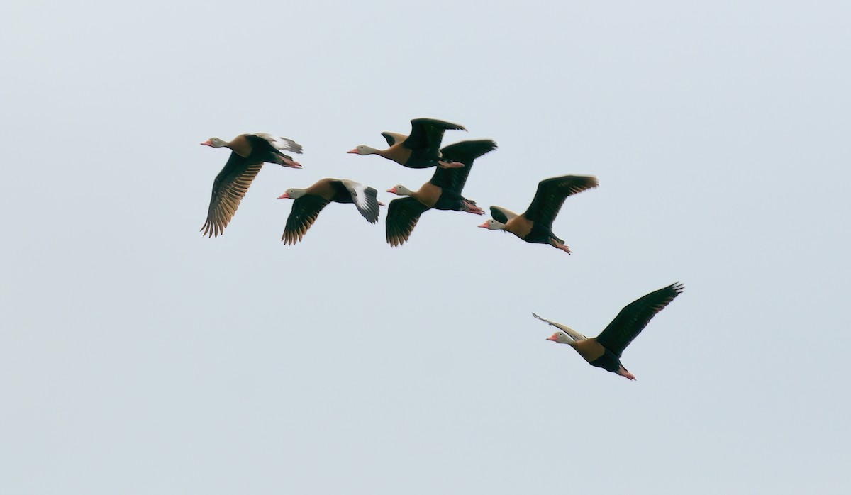 Black-bellied Whistling-Duck - Jane Mygatt