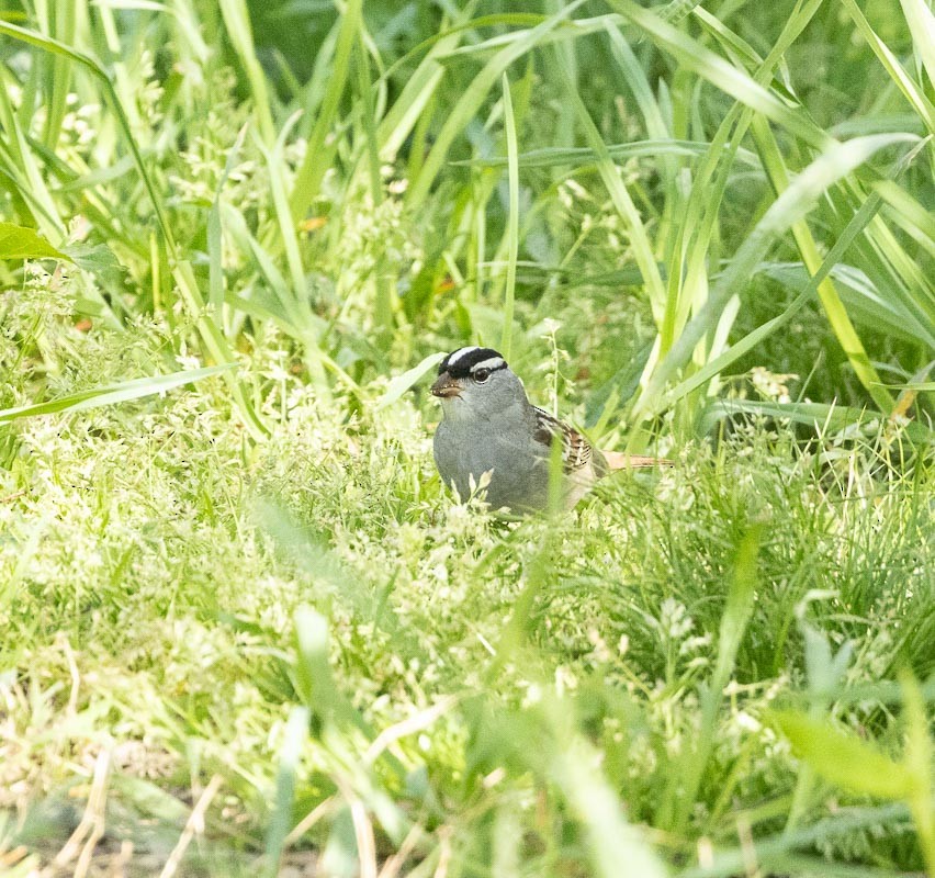 White-crowned Sparrow - ML618188968