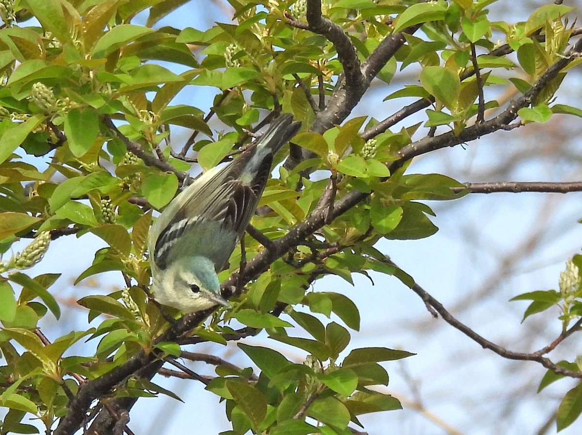 Cerulean Warbler - Jean Iron