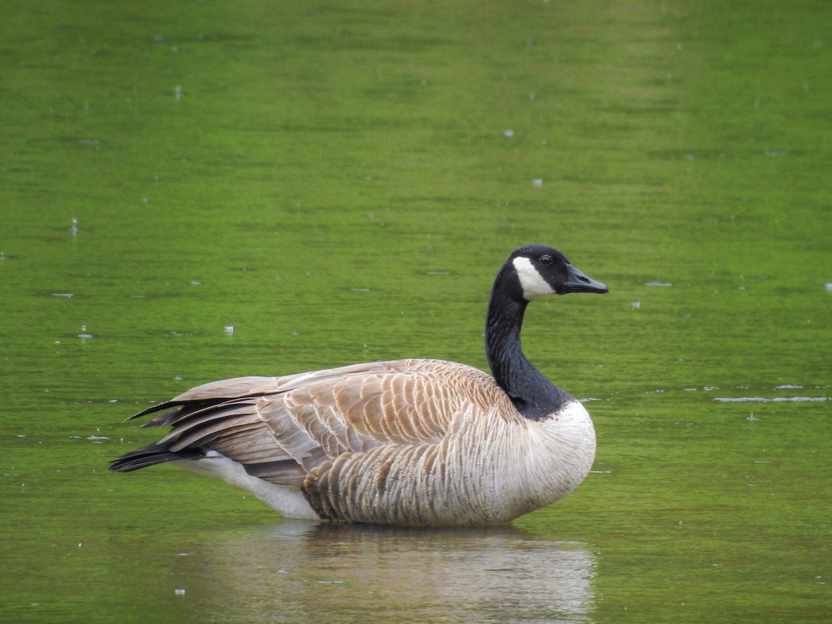 Canada Goose - ML618188989