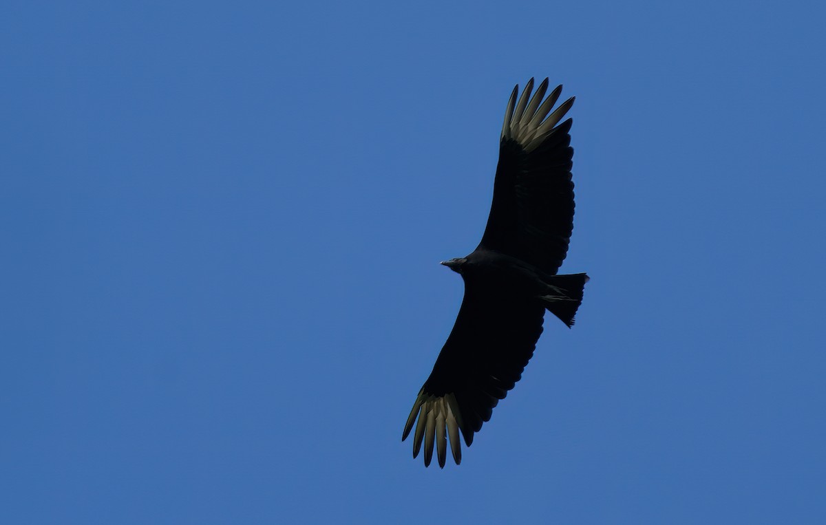 Black Vulture - Jane Mygatt