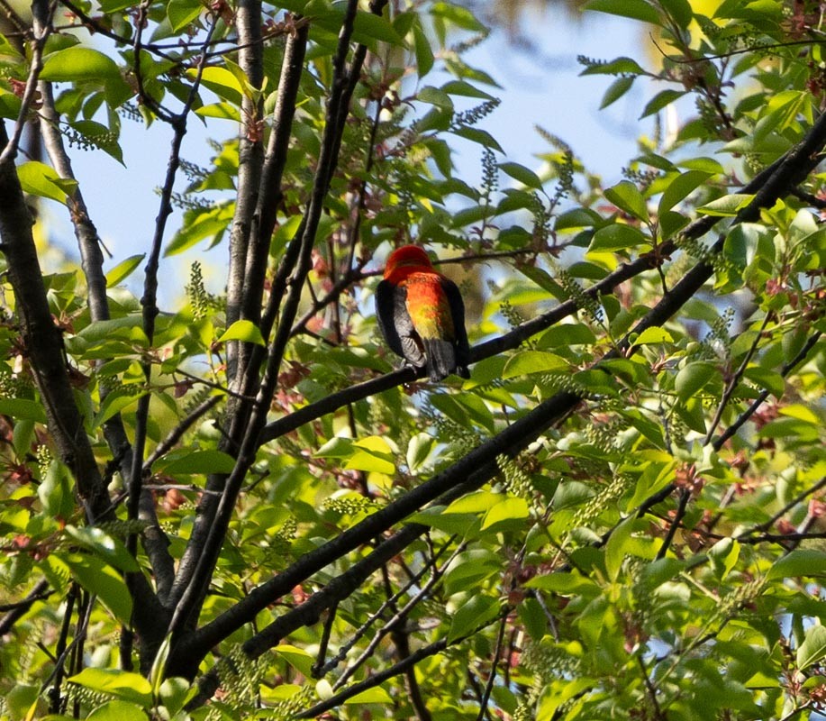 Scarlet Tanager - Barrie Raik